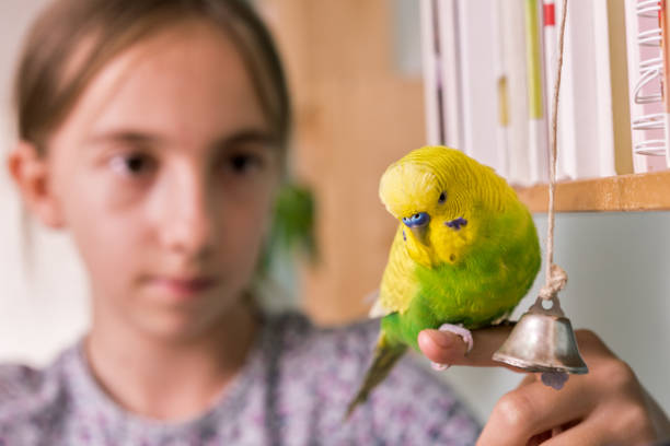istock Young Girl and her Pet Budgerigar Enjoy Playing Together 1280324083