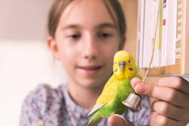 istock Young Girl and her Pet Budgerigar Enjoy Playing Together 1280324084