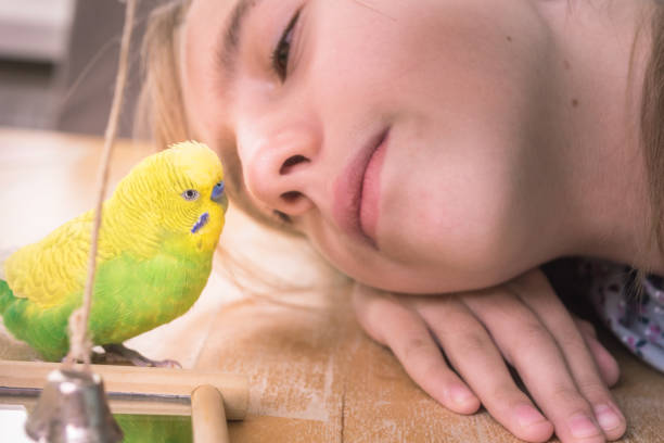 istock Pet Budgerigar Playing with Young Girl 1280324087