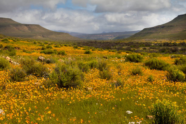 istock Landscape of spring wildflowers and mountains 1280324140