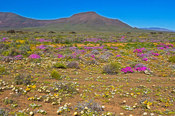 istock Multi-colored spring wildflowers in Tankwa Karoo 1280324367