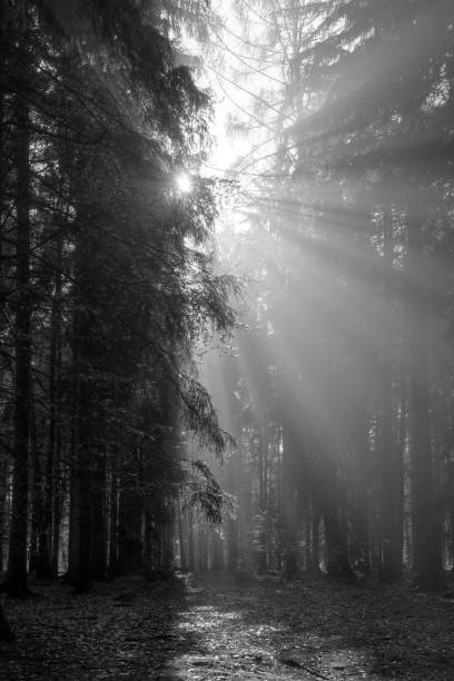 istock Sun rays in the morning forest in black and white 1280325217