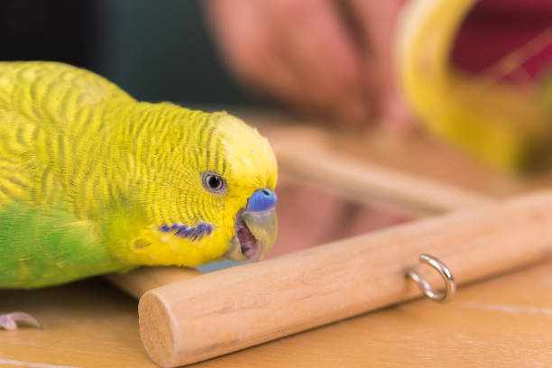 istock Cute Yellow and Green Budgerigar Playing with his  Mirror 1280325228
