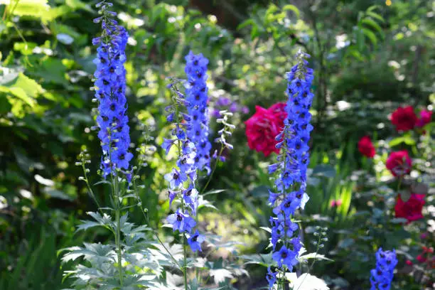 Beautiful blue delphinium blooming with sturdy flower spikes in the flowerbed with red roses in the background in summer.
