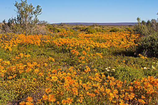 Mass of orange spring wildflowers growing  in Tankwa Karoo, Northern Cape, South Africa after good spring rains