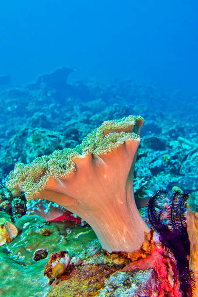 istock Elephant Ear Coral, Lembeh, North Sulawesi, Indonesia 1280326575