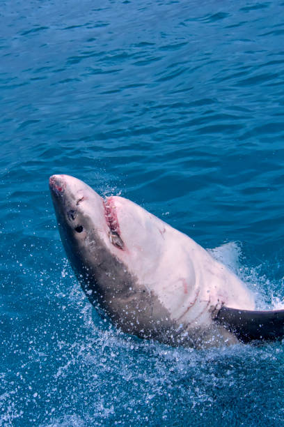 istock Great White Shark, Gansbaai, South Africa 1280326594