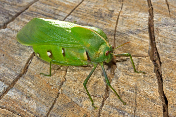 istock Side view of Bladder Grasshopper on rough plank 1280326629
