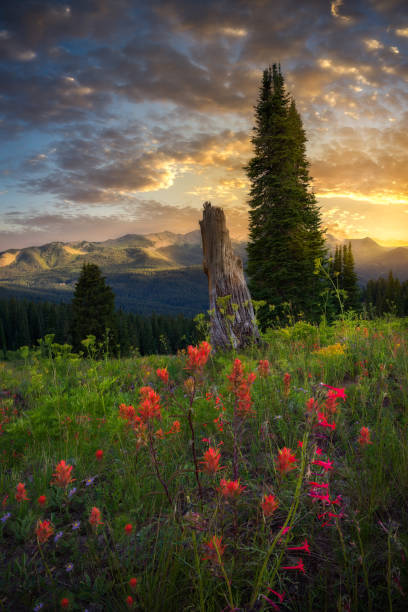 istock Colorful Colorado Wildflowers at Sunset 1280326870