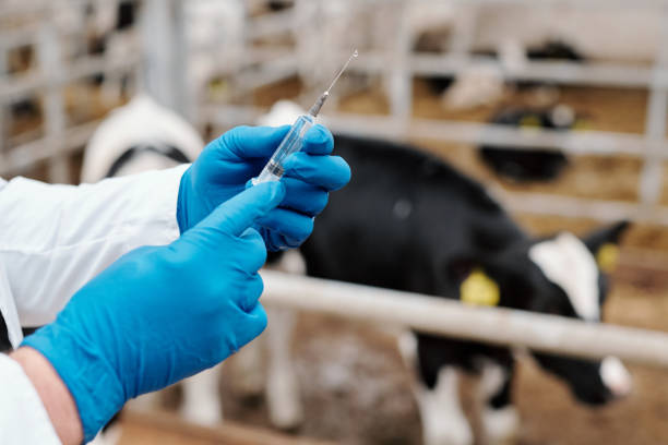 Preparación de la jeringa para la vacunación de las vacas - foto de stock