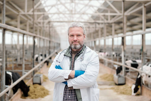 istock Country veterinarian in cowshed 1280326962