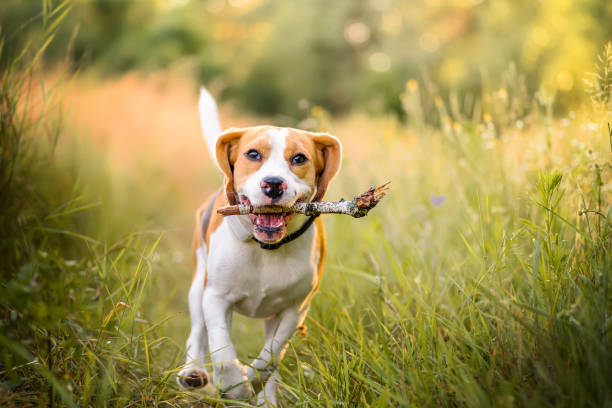 cão correndo rápido com vara - pets grass scenics dog - fotografias e filmes do acervo