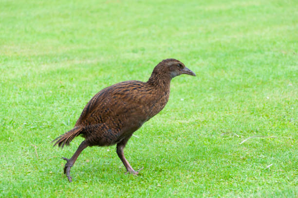 istock The weka or Maori hen (Gallirallus australis) 1280327827