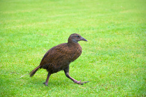 istock The weka or Maori hen (Gallirallus australis) 1280327862