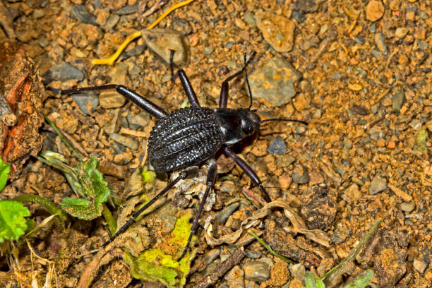 istock Black Darkling Beetle in Tankwa Karoo 1280327982