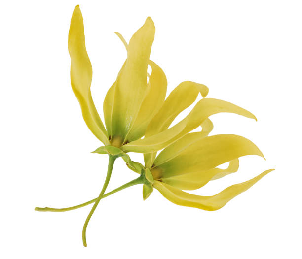 Fresh Ylang-ylang flower isolated on white background Fresh Ylang-ylang flower isolated on white background ylang ylang stock pictures, royalty-free photos & images