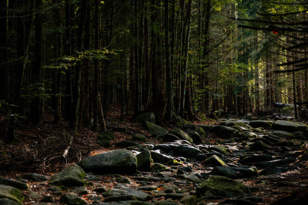 Stone path in the forest. Sumava national park, Nova Pec, Czech Republic, September 27, 2020