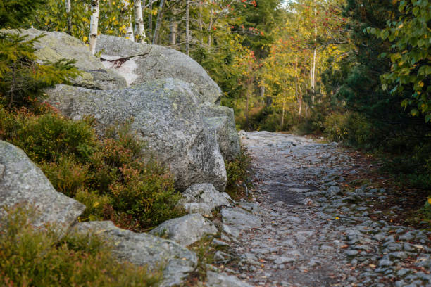 istock Stone path in the forest. Sumava national park, Nova Pec, Czech Republic, September 27, 2020 1280329477