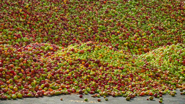 istock Sea of apples 1280329943