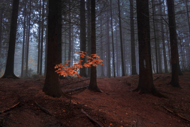 istock single yellow tree in a dark autumn forest in the north 1280330168