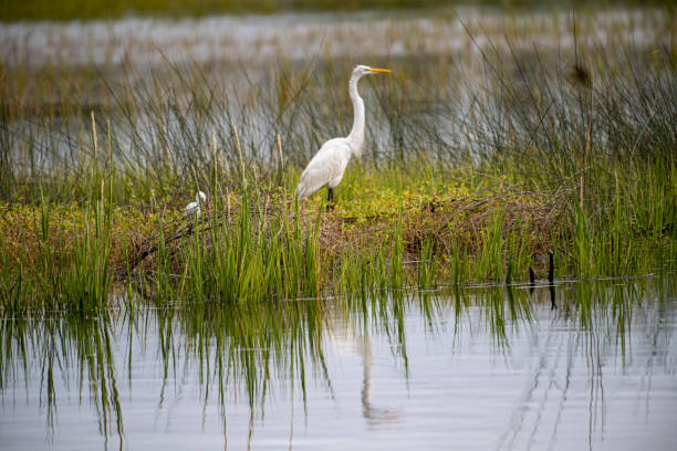 istock Great egret standing in marsh grass in an intertidal zone 1280331605