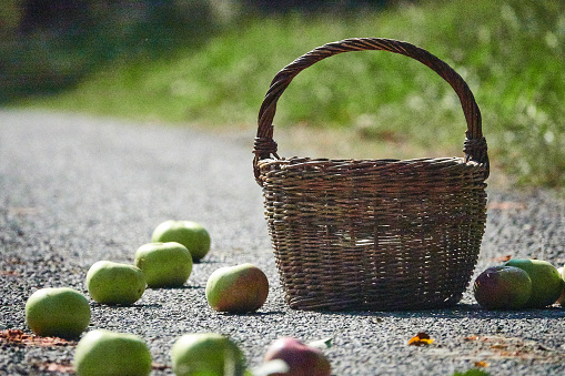 Green apples fallen on the asphalt