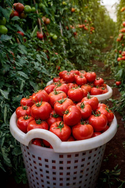istock Harvesting organic tomatoes on the farm 1280331856