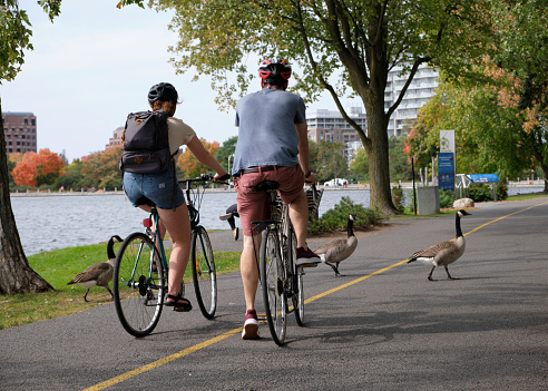 Ottawa, Canada. September 27, 2020. Two cyclists stopped to allow canada geese to cross the Rideau Canal bike path