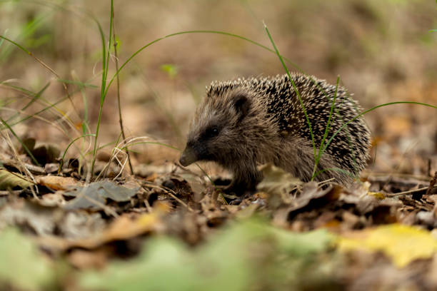 istock young hedgehog in the wild, 1280334538