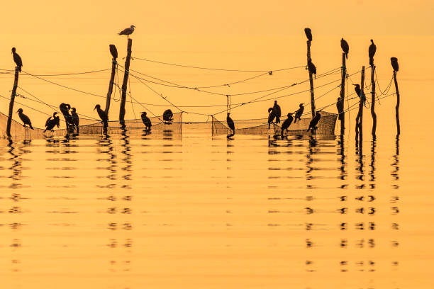 Great cormorants birds in silhouette by the sea