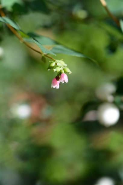 istock Common Snowberry flowers 1280336653