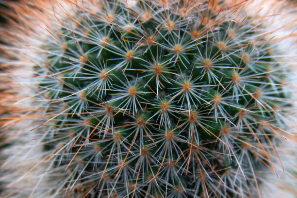 istock Close up of a beautiful Cactus-Indiana 1280337325