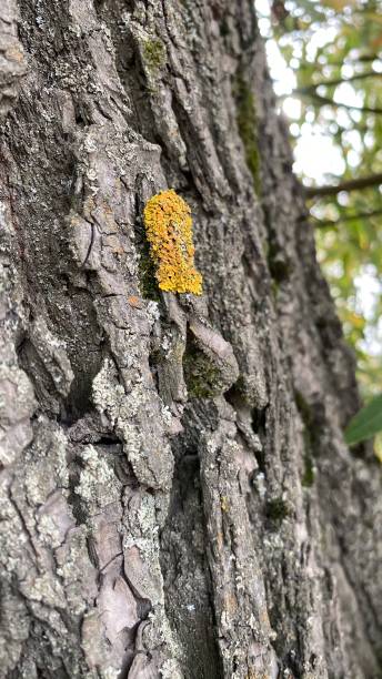 istock Close-up image of a tree and bark texture 1280339069