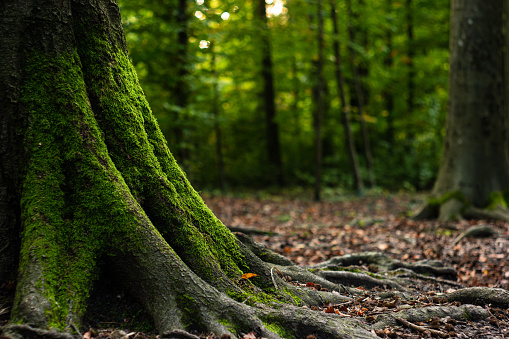 Green moss on tree stomp roots in a forest autumn day foliage shallow depth of field.