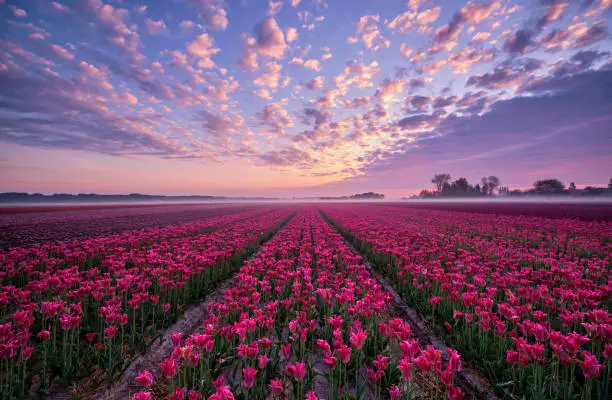 Tulip field during sunrise, the field has red and pink tulips, the sky is filled with clouds which look pinkish purple by the sun. The sky itself is orange and pink. A part of the field is covered in fog. In the background you can see some trees.