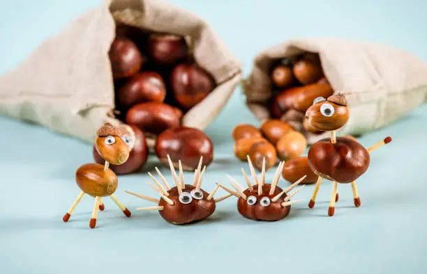 Fun autumn crafts concept. Using autumn fruits horse chestnuts and oak acorns to make fun animals, hedgehog, horse. Textile bags full acorns and chestnuts, blue studio background.