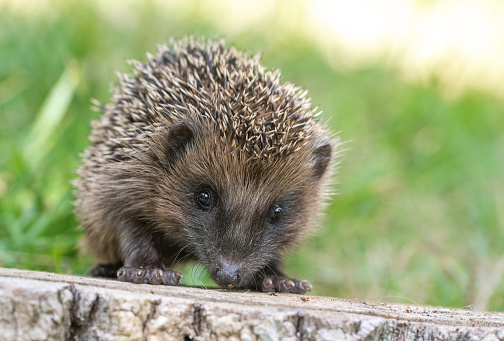 Little european hedgehog standing on a tree stump.
