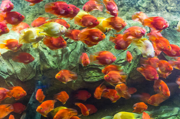istock Red parrot cichlid on the coral reef background. 1280345772