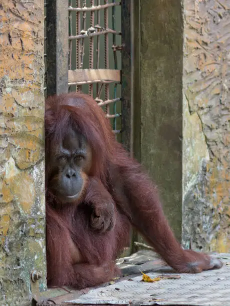 The young orangutan monkey in national park Lok Kawi, Sabah, Borneo, Malaysia