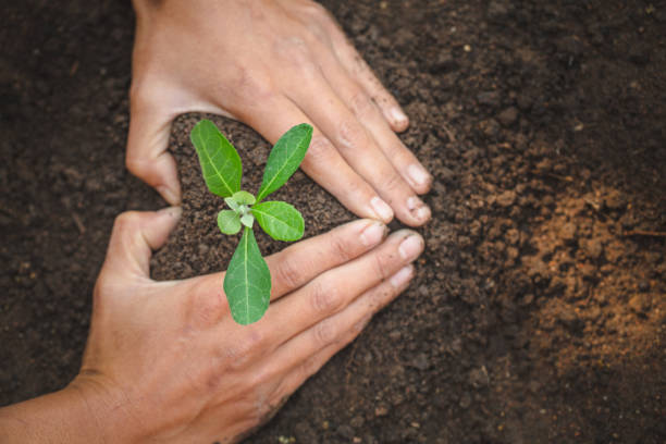 Both hands are protecting the growing tree Concept of environmental protection by planting trees Earth Day Environment Day, Earth Day.