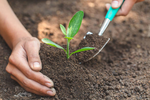 Care for seedlings that grow from fertile soil. And the handle that sheds the soil Concept of complete environmental conservation Plant trees to reduce global warming. World environment day. cuidado de plántulas que crecen a partir de suelos fértiles. y el mango que arroja el suelo concepto de la conservación ambiental completa de los árboles de las plantas para reducir el calentamiento global. día mundial del medio ambiente.