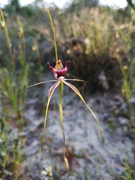 istock Carousel Spider Orchid found in Western Australia 1280346561