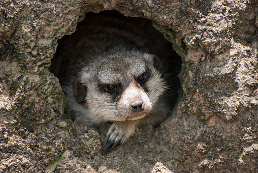 A common sight at many zoos, the Meerkat is an African mammal that lives in large family groups and dens underground.