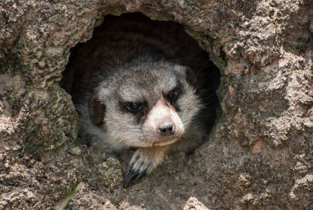 Funny Closeup Image Of A Grumpy Angry Meerkat Poking Its Head Out Of Its  Burrow Den Stock Photo - Download Image Now - iStock