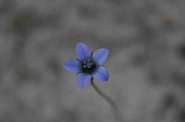 istock Blue, the rarest flowering color. 1280347352