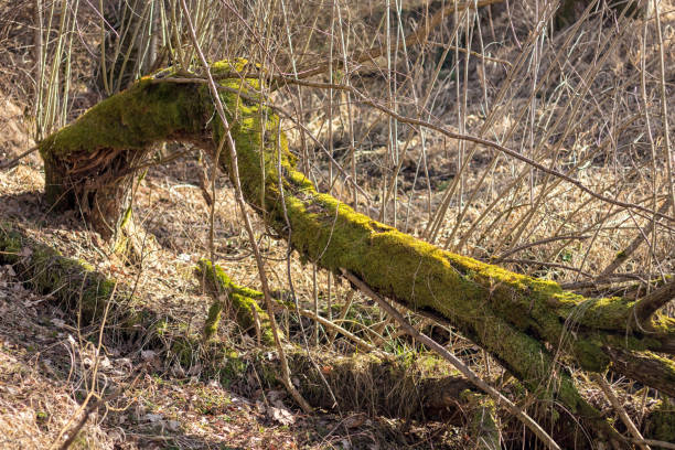 fallen willow tree covered with moss - leaf autumn falling tree imagens e fotografias de stock