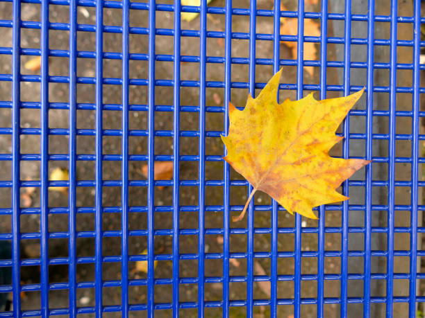 istock autumnal colored maple leaf on a blue grid of a seat 1280352075