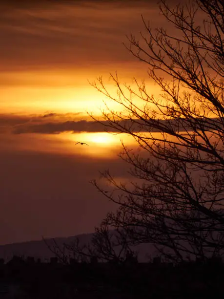 Rich, warm image of a winter dawn, partly obscured by cloud, with a flying bird tree branches silhouetted against the light.