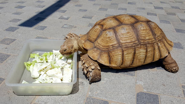 la tortuga grande come repollo de un plato en un día soleado de verano - emídidos fotos fotografías e imágenes de stock