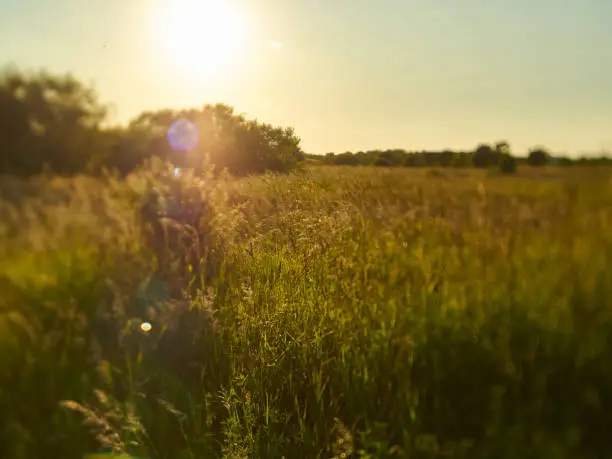 Dreamy, soft, tilt-shift image of grass fields in bright, strong, low angle summer sunshine.